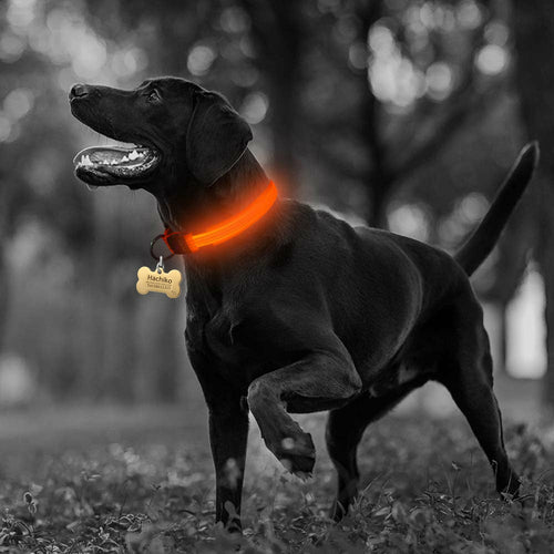 Drivaro LED Light-Up Dog Collar (2-Pack)