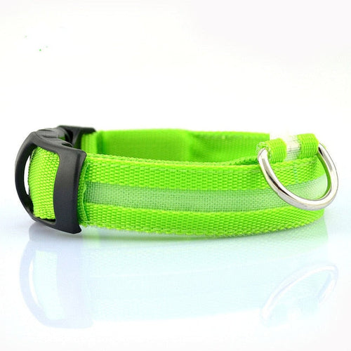 Drivaro LED Light-Up Dog Collar (2-Pack)