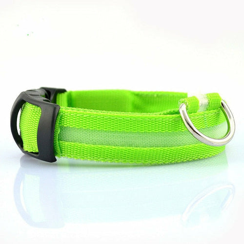 Drivaro LED Light-Up Dog Collar (2-Pack)