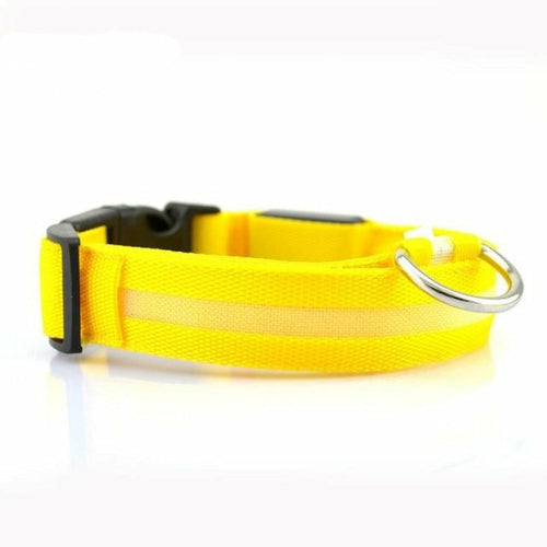 Drivaro LED Light-Up Dog Collar (2-Pack)
