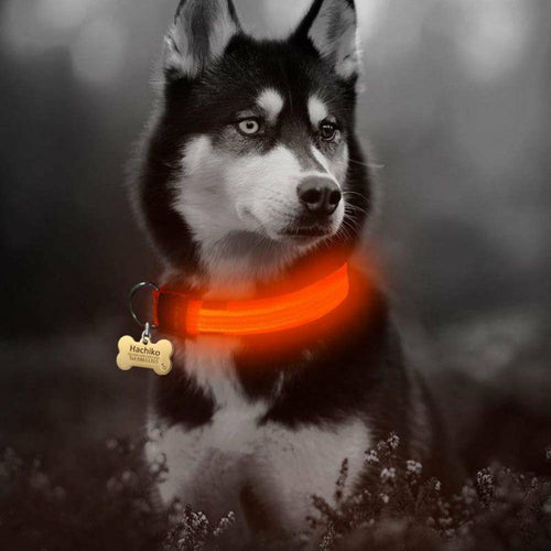 Drivaro LED Light-Up Dog Collar (2-Pack)